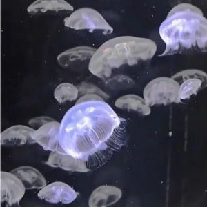 Meet your Posher, Robin